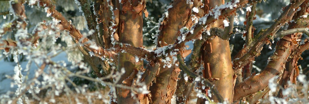 Winterschnitt jetzt anmelden