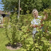 Beeren ernten